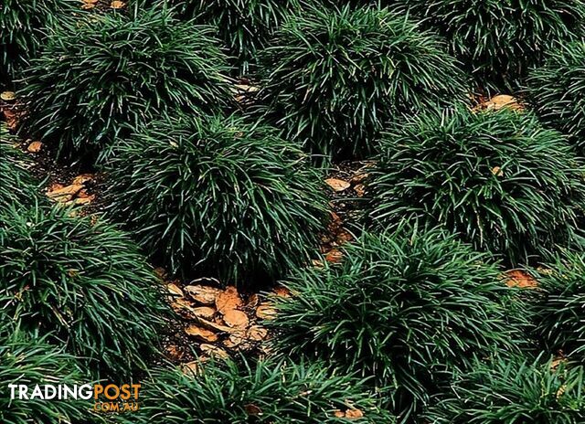 Dwarf Mondo Grass - 7 Clumps (105 + Plants) with Free Express Postage