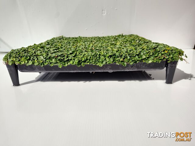 Dichondra Tiny Delight in 330mm x 330mm trays - Free delivery Australia Wide