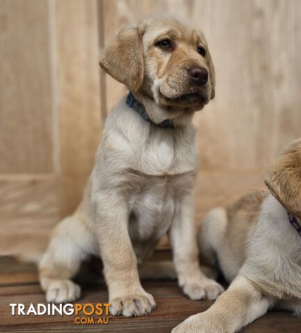 LABRADOR MALE PUP- PUREBRED-AVAILABLE NOW