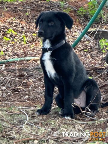 Australian Kelpie Cross Border Collie Puppies