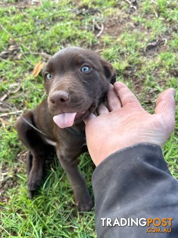 Australian Kelpie Cross Border Collie Puppies