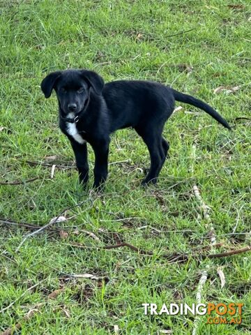 Australian Kelpie Cross Border Collie Puppies