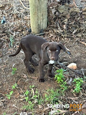 Australian Kelpie Cross Border Collie Puppies