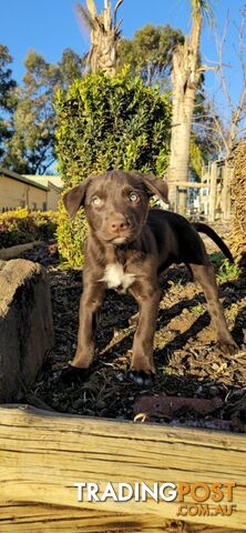 Australian Kelpie Cross Border Collie Puppies