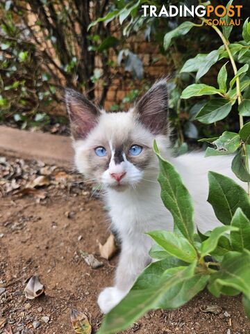 Beautiful Ragdoll Kittens