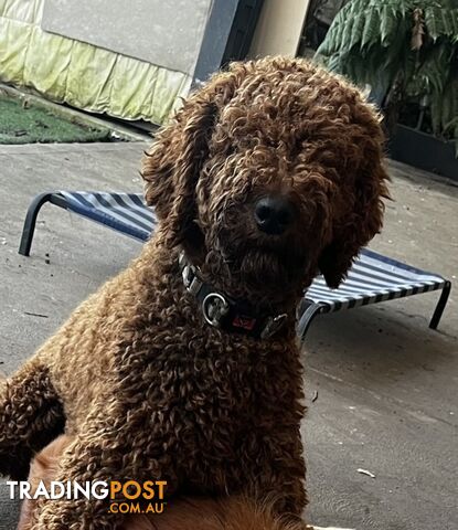 Standard Red Poodle Stud