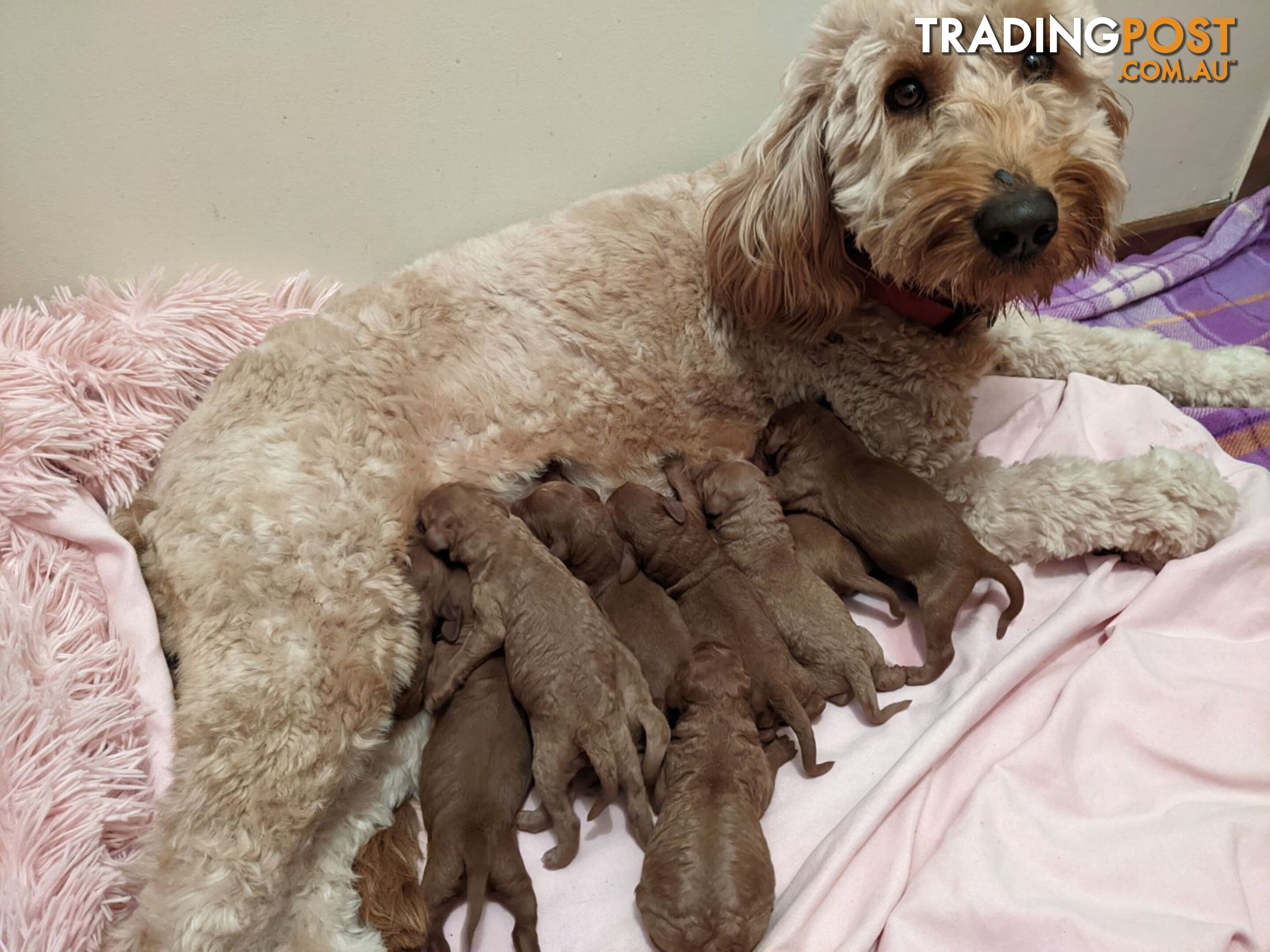 Standard Red Poodle Stud