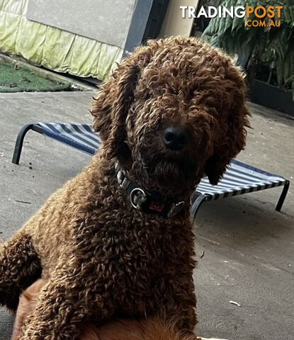 Proven Standard Red Poodle Stud