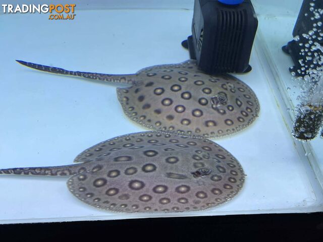 black diamond stingrays for sale