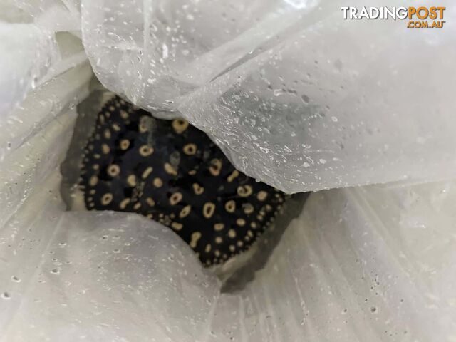 black diamond stingrays for sale - photo 2 of 2