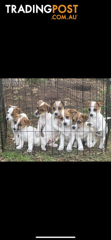 Jack Russell Puppies