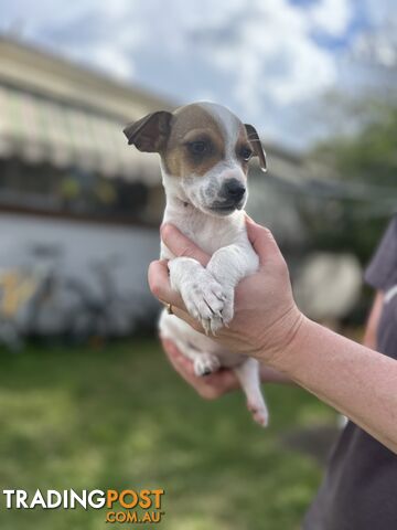 Jack Russell Puppies