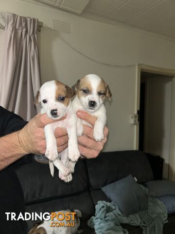 Jack Russell Puppies