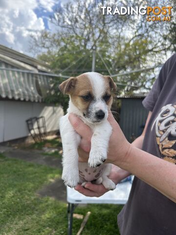 Jack Russell Puppies