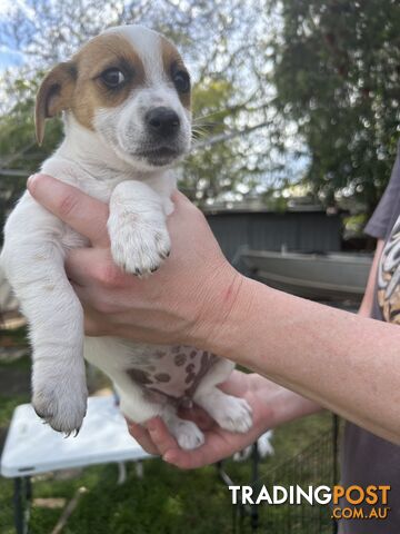 Jack Russell Puppies