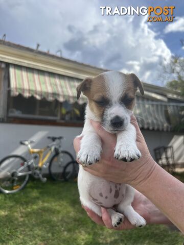 Jack Russell Puppies