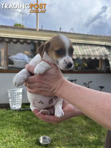 Jack Russell Puppies