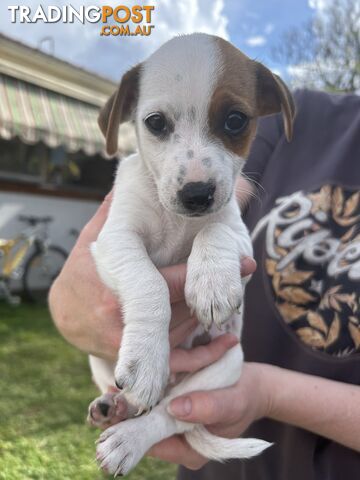 Jack Russell Puppies