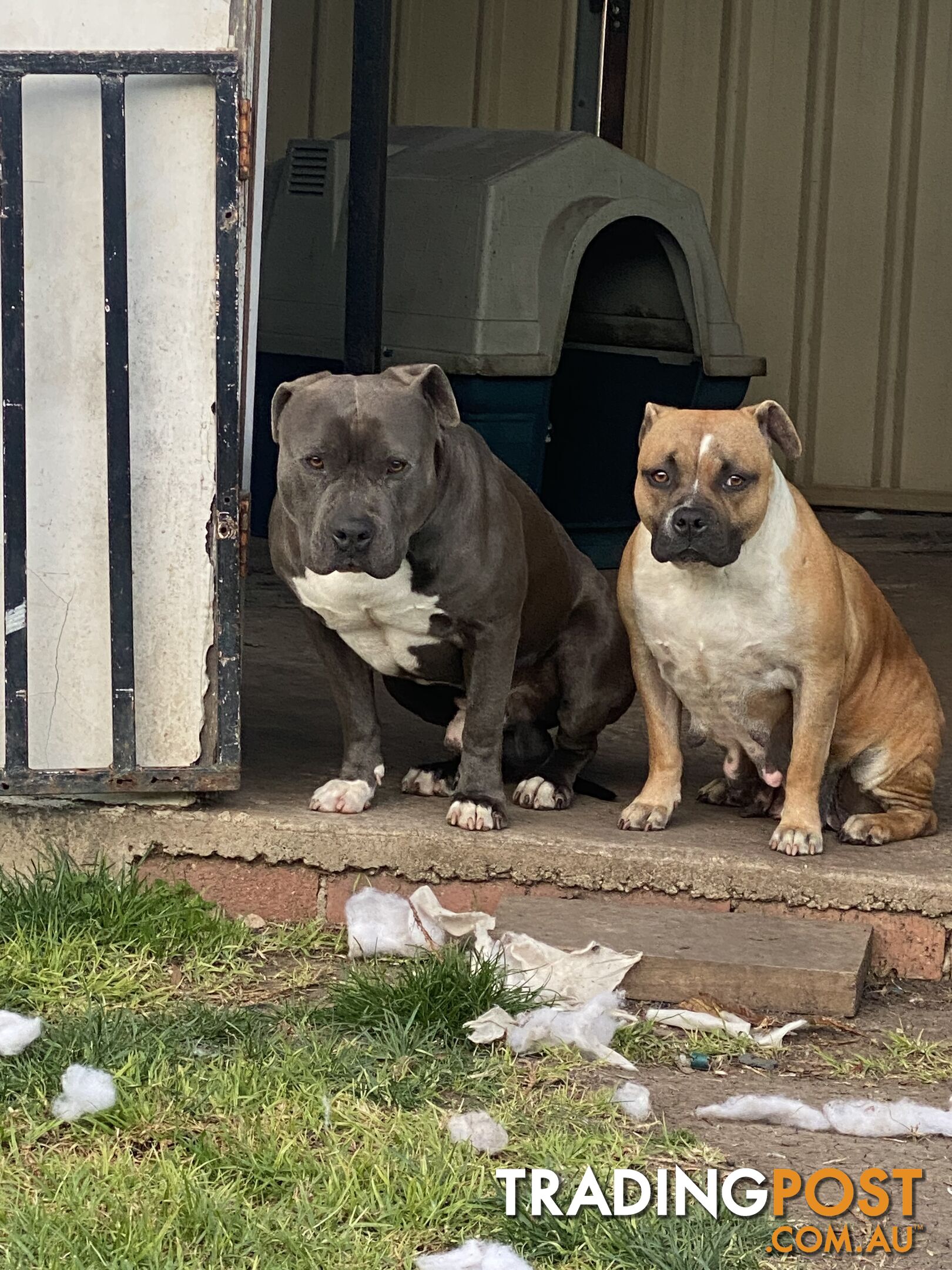 Pure American Staffordshire puppies