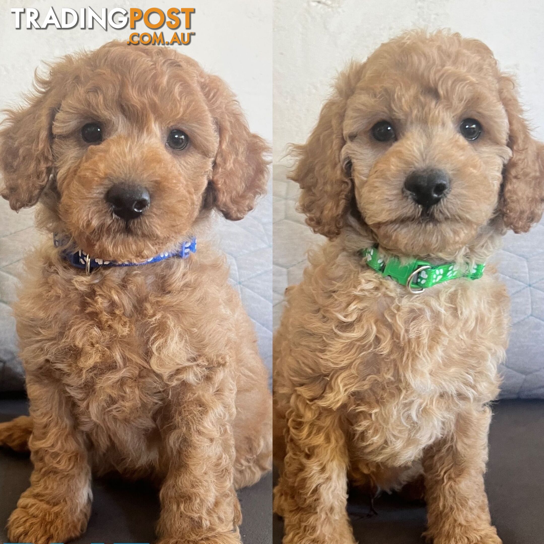 ANKC Purebred Pedigree Miniature Poodle Puppies