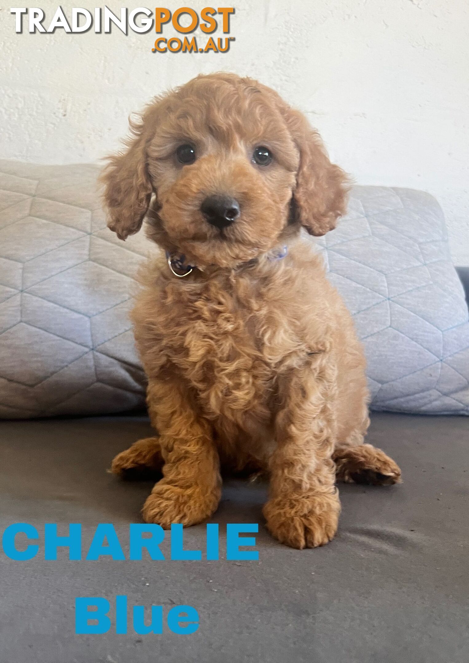 ANKC Purebred Pedigree Miniature Poodle Puppies