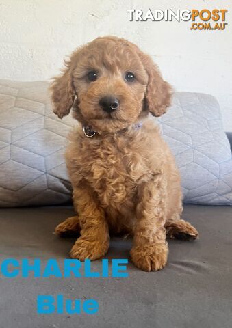 ANKC Purebred Pedigree Miniature Poodle Puppies