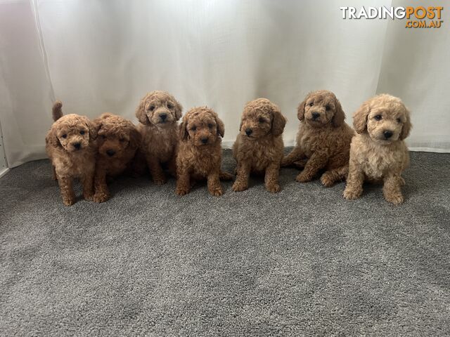 Purebred Pedigree Miniature Poodle Puppies