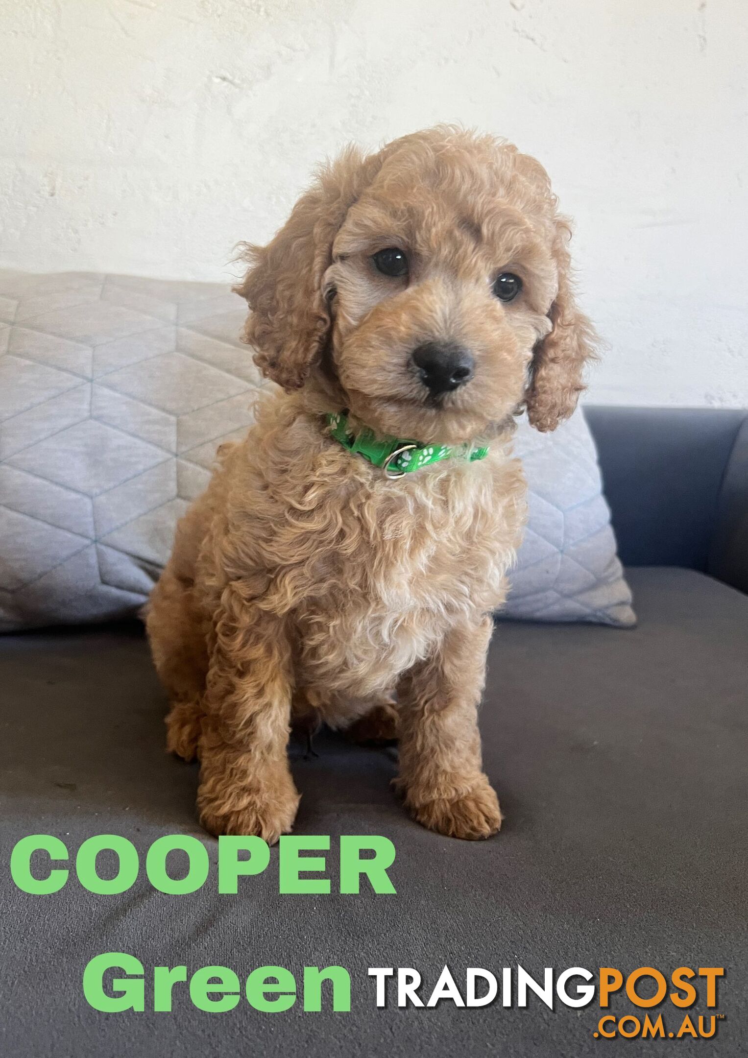 ANKC Purebred Pedigree Miniature Poodle Puppies