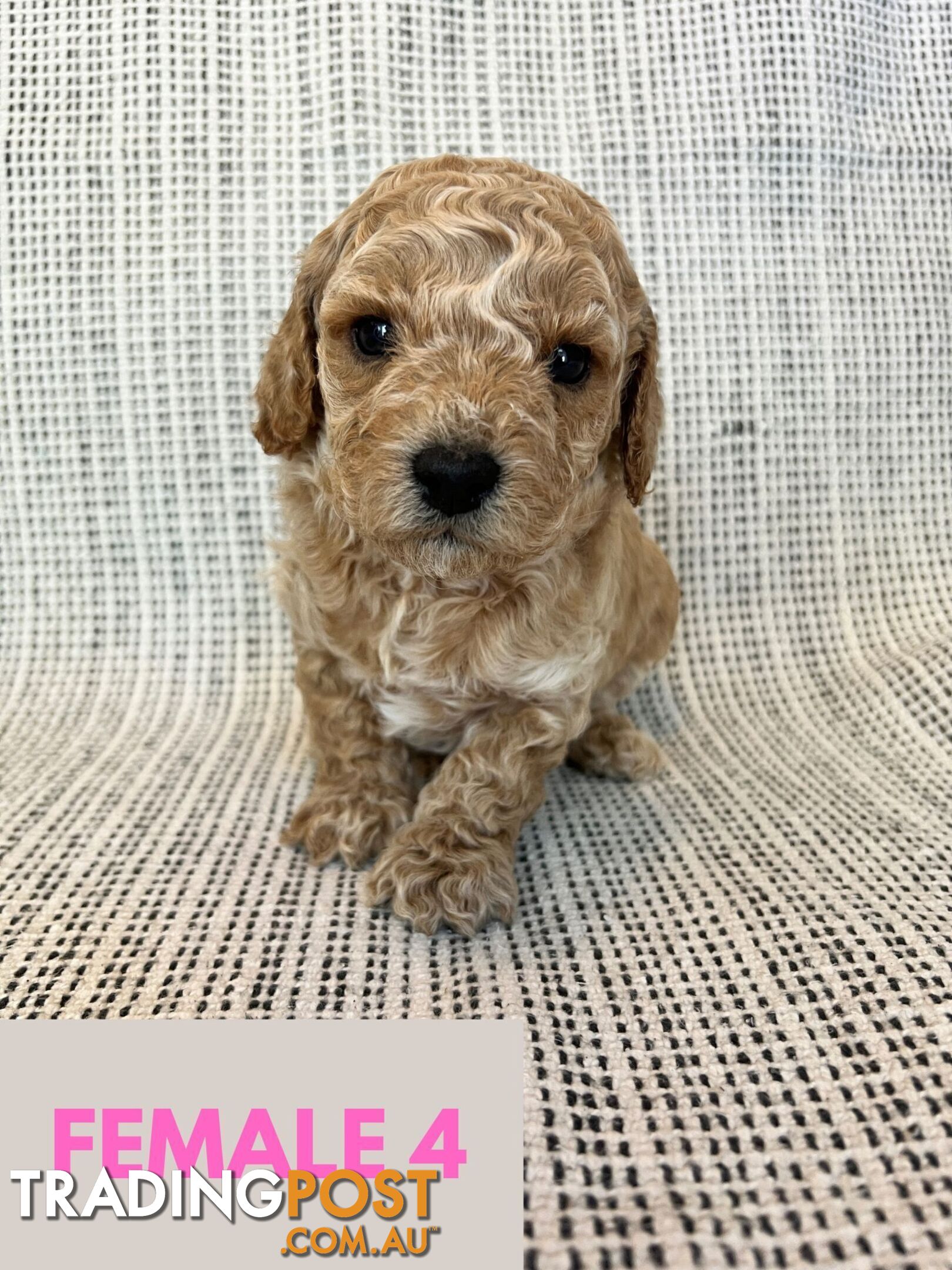 Toy Cavoodle Puppies - DNA clear & Breeder Health Guarantee