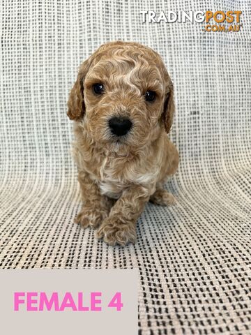 Toy Cavoodle Puppies - DNA clear & Breeder Health Guarantee