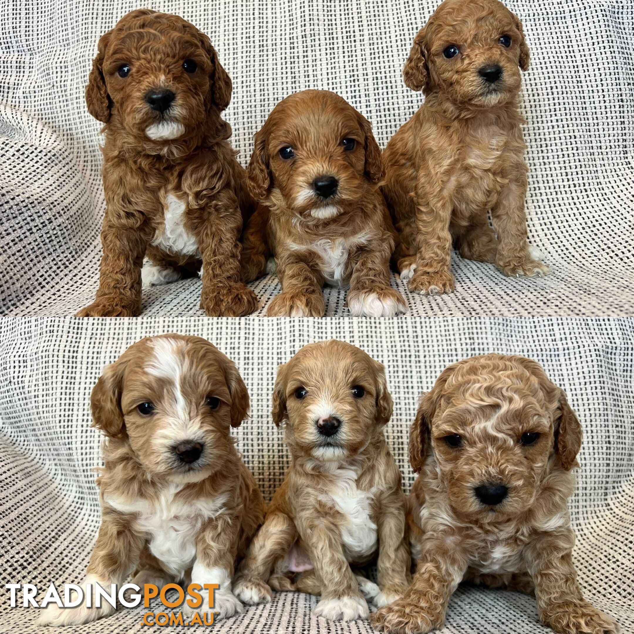 Toy Cavoodle Puppies - DNA clear & Breeder Health Guarantee