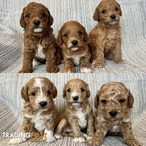 Toy Cavoodle Puppies - DNA clear & Breeder Health Guarantee