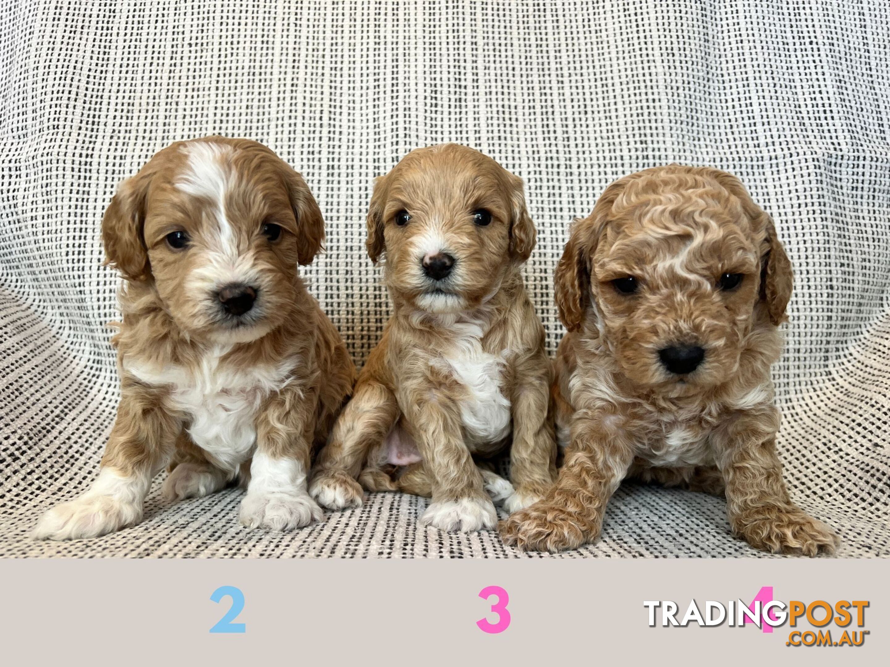 Toy Cavoodle Puppies - DNA clear & Breeder Health Guarantee