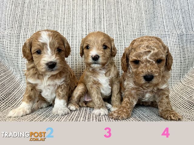 Toy Cavoodle Puppies - DNA clear & Breeder Health Guarantee