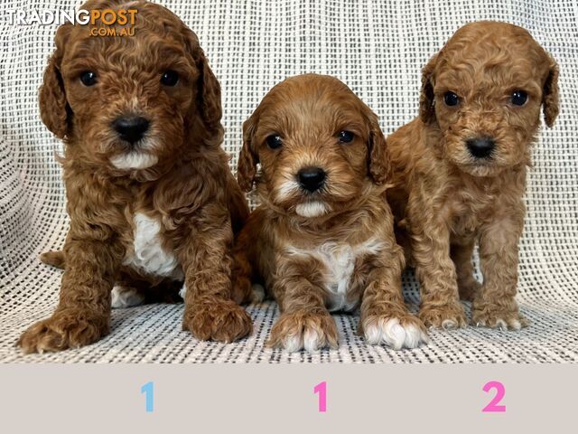 Toy Cavoodle Puppies - DNA clear & Breeder Health Guarantee