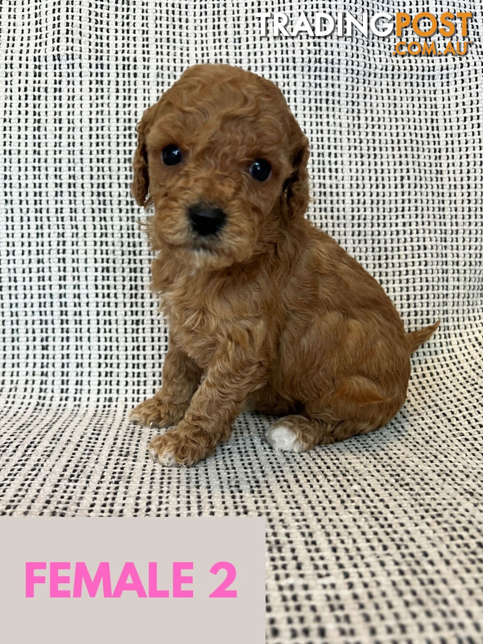 Toy Cavoodle Puppies - DNA clear & Breeder Health Guarantee