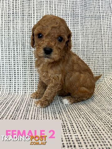 Toy Cavoodle Puppies - DNA clear & Breeder Health Guarantee