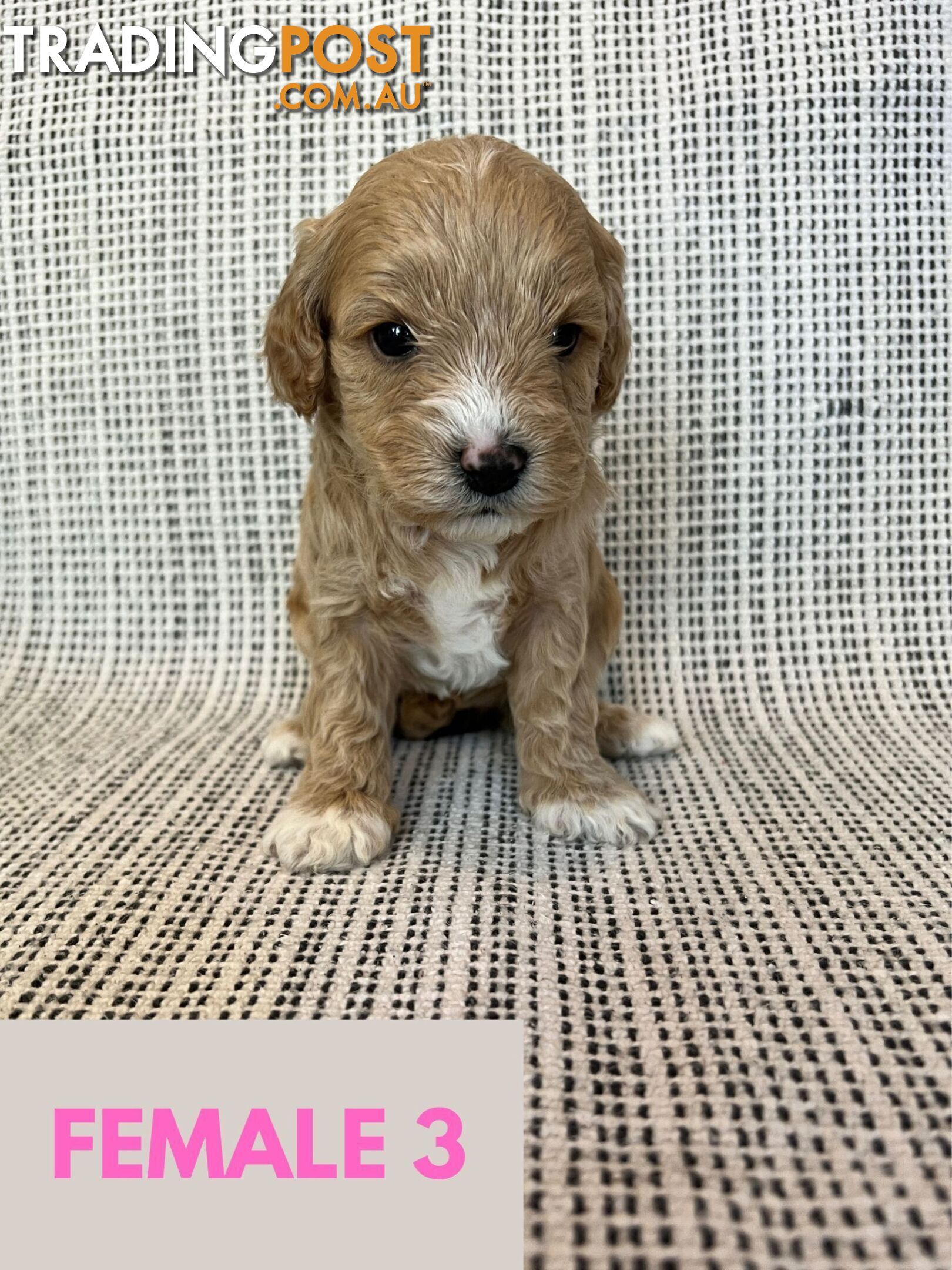 Toy Cavoodle Puppies - DNA clear & Breeder Health Guarantee