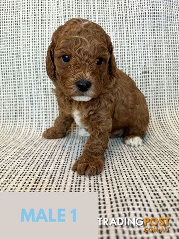 Toy Cavoodle Puppies - DNA clear & Breeder Health Guarantee