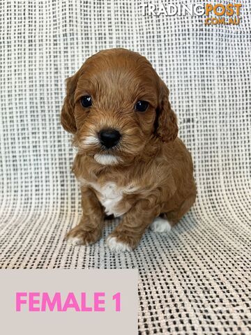 Toy Cavoodle Puppies - DNA clear & Breeder Health Guarantee