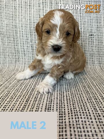 Toy Cavoodle Puppies - DNA clear & Breeder Health Guarantee