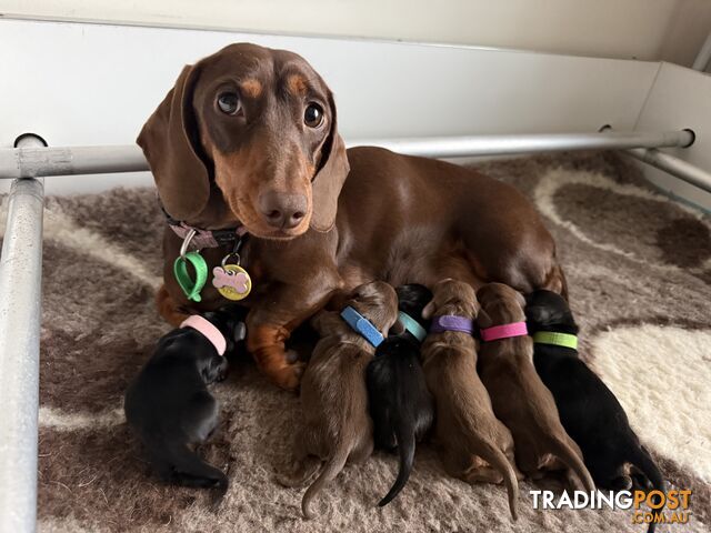 Miniature Dachshund Puppies