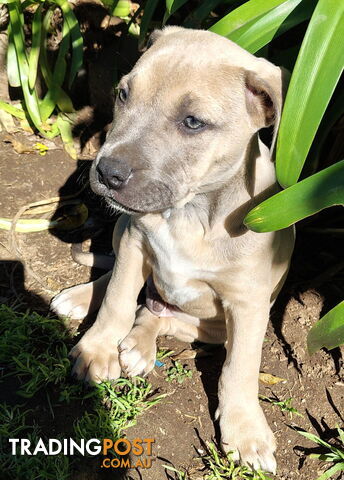 Urgent Pups for sale