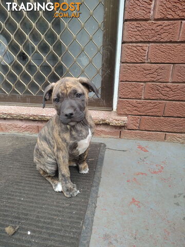 Pups for sale
