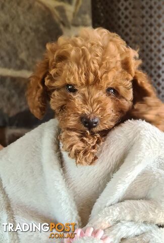 Toy poodle sale trading post