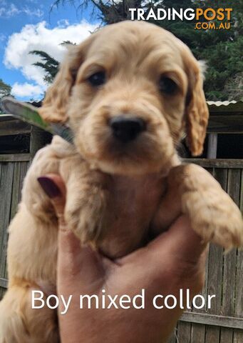 Adorable Spoodle Puppies Ready now (close to melbourne)