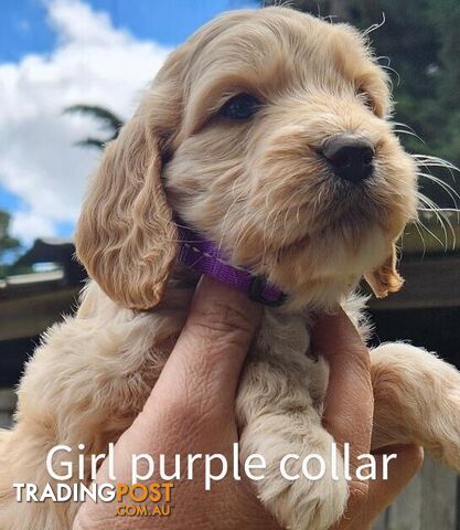 Adorable Spoodle Puppies Ready now (close to melbourne)