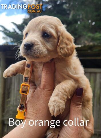 Adorable Spoodle Puppies Ready now (close to melbourne)