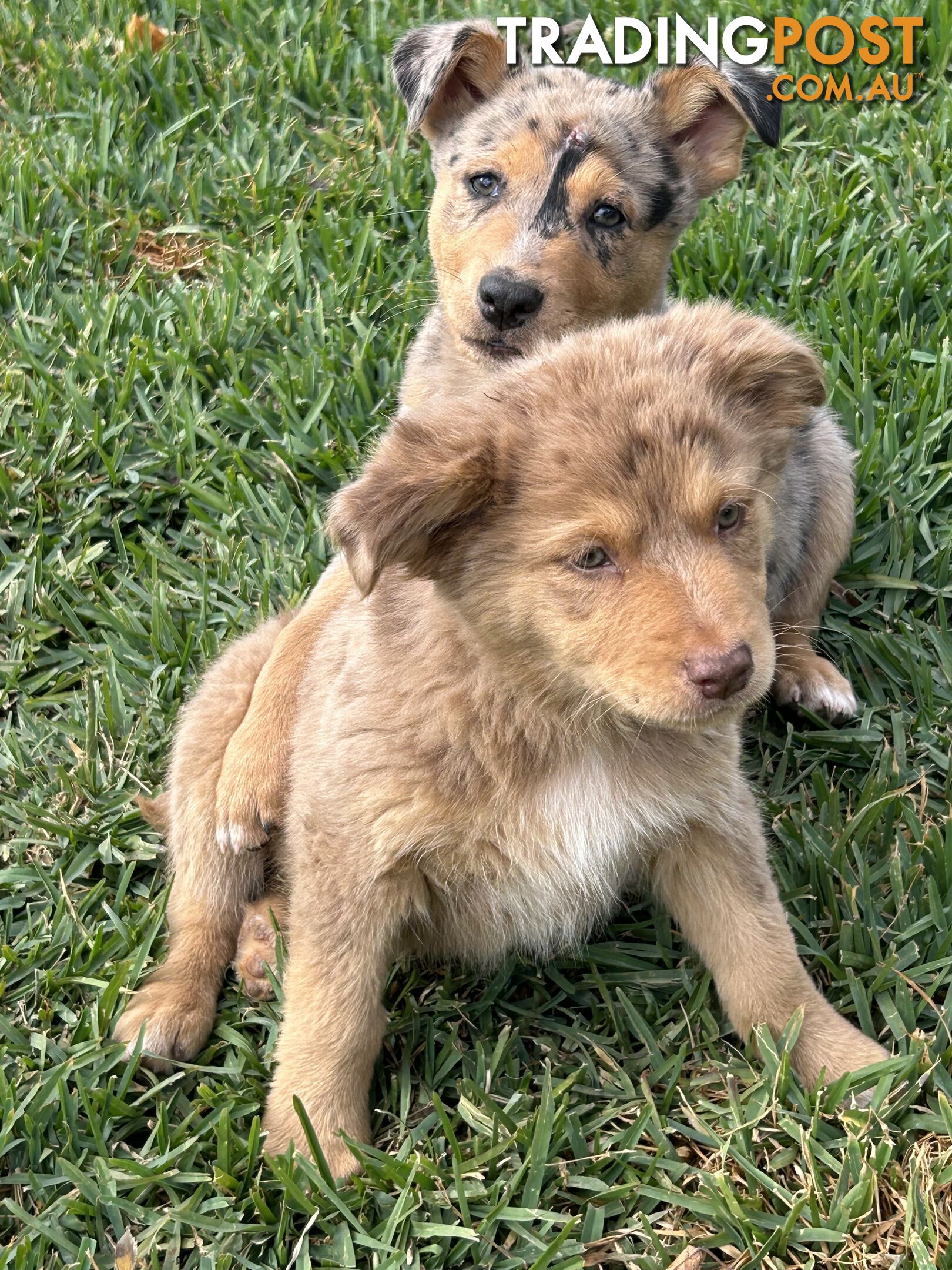 Aussie Shepard X Ridgeback Gorgeous Australian shepherd x puppies