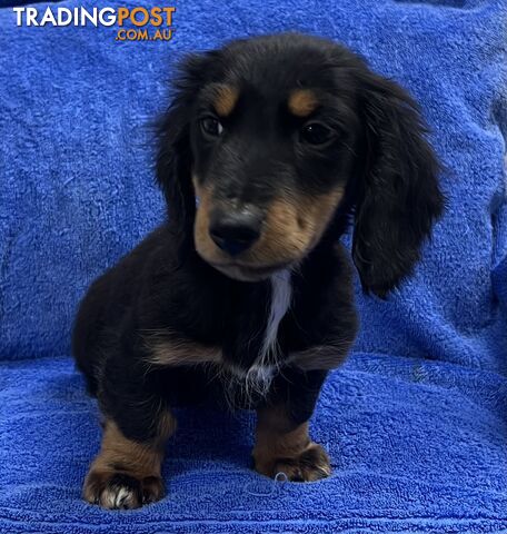 Dachshund puppies for sale now